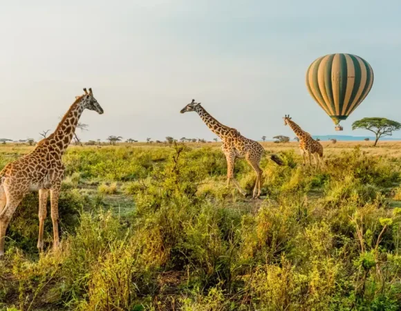The main differences between Kenya and Tanzania safari